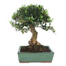 Bonsai Olea europaea sylvestris 10 anos ACEBUCHE
