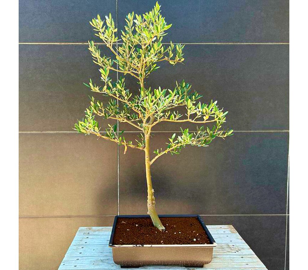Bonsai Olivo 18 Años Nº5_0