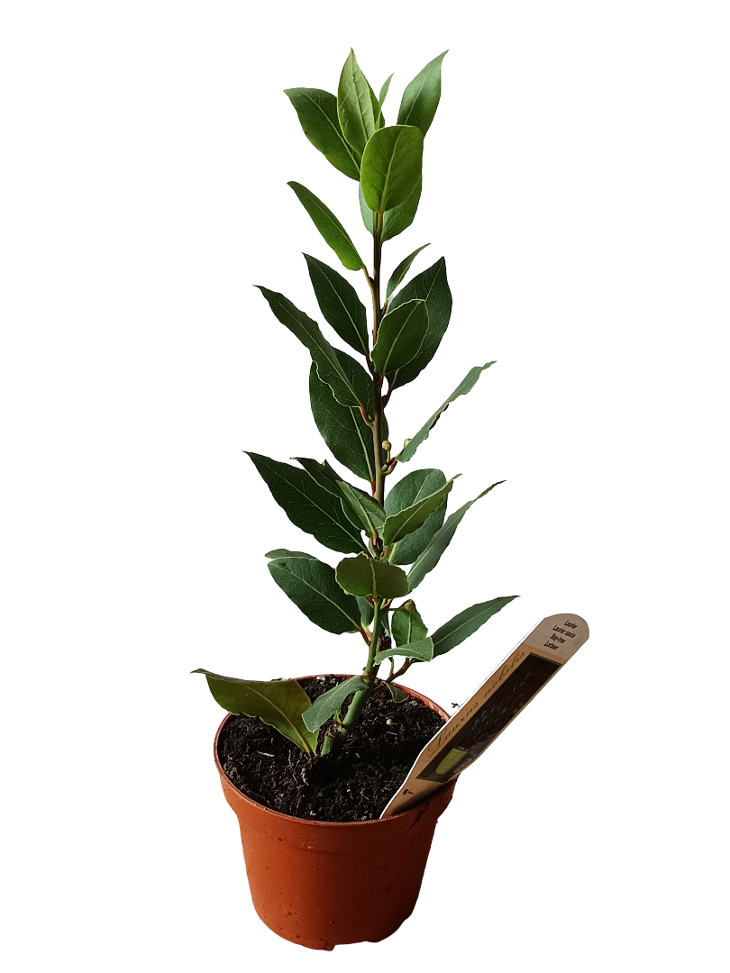 Laurel Planta Aromática Arbolito Natural Ø11_0