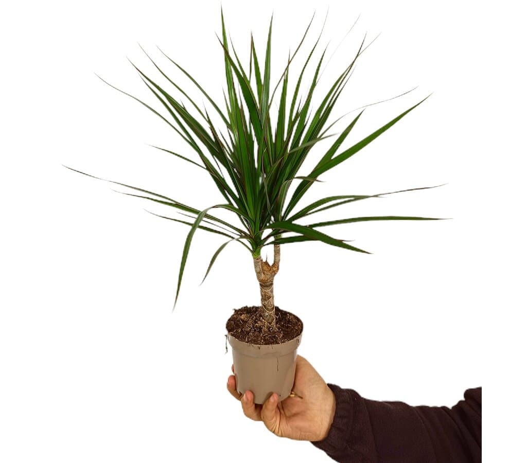Dracena Marginata M11_0
