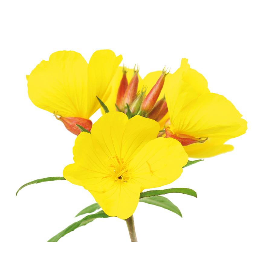 Óleo de Onagra Onagran El Granero, 400+50 pérolas 700 mg