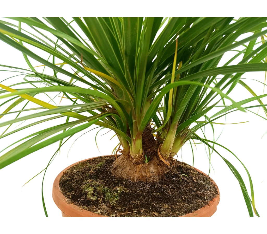 Beaucarnea Recurvata M24 100cm (pata De Elefante)_1