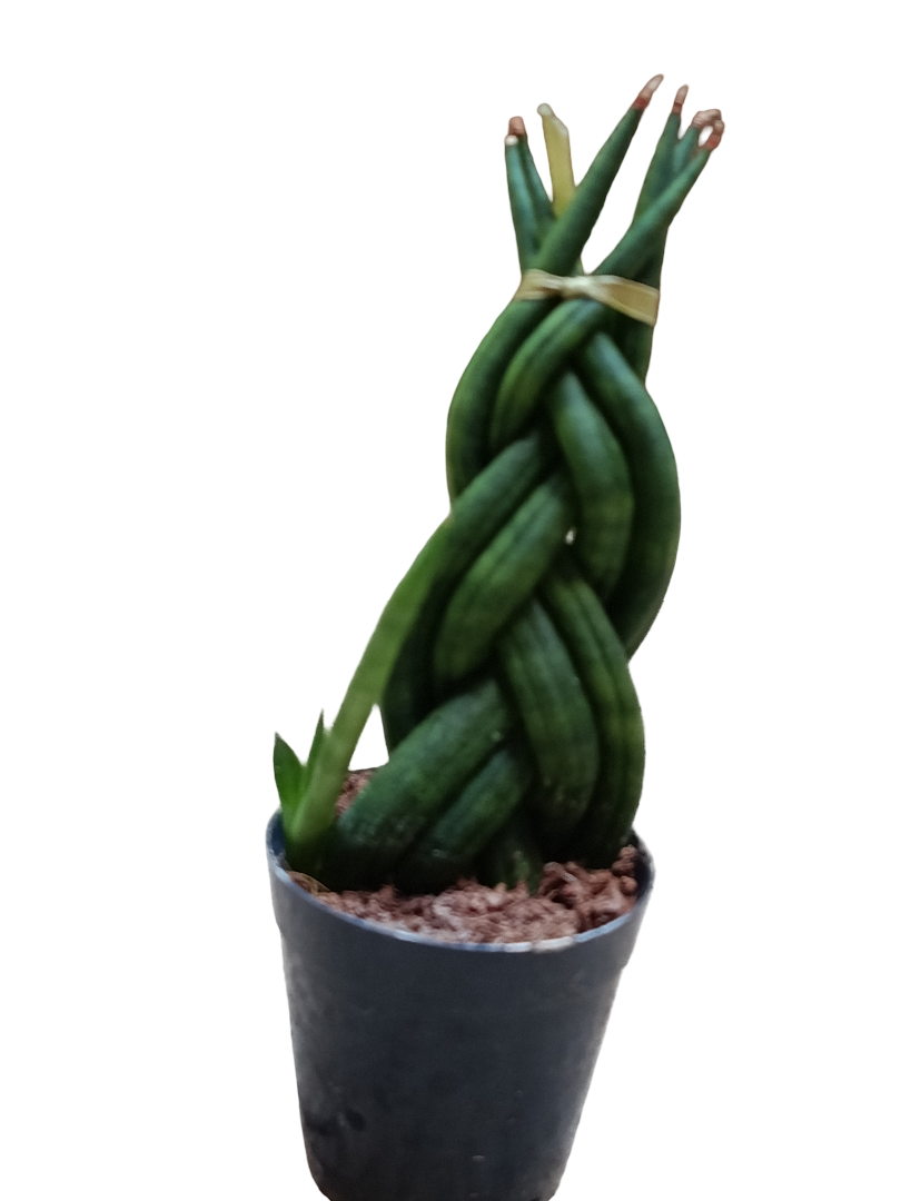Sansevieria Twist Mini Ø6 Planta De Interior Muy Resistente_0
