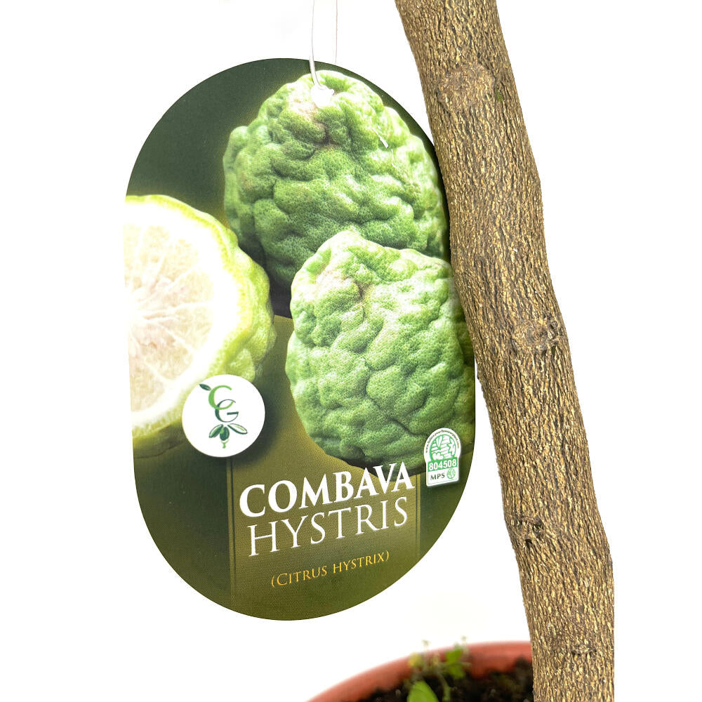 Lima Hystrix M21 100cm (kaffir)_2