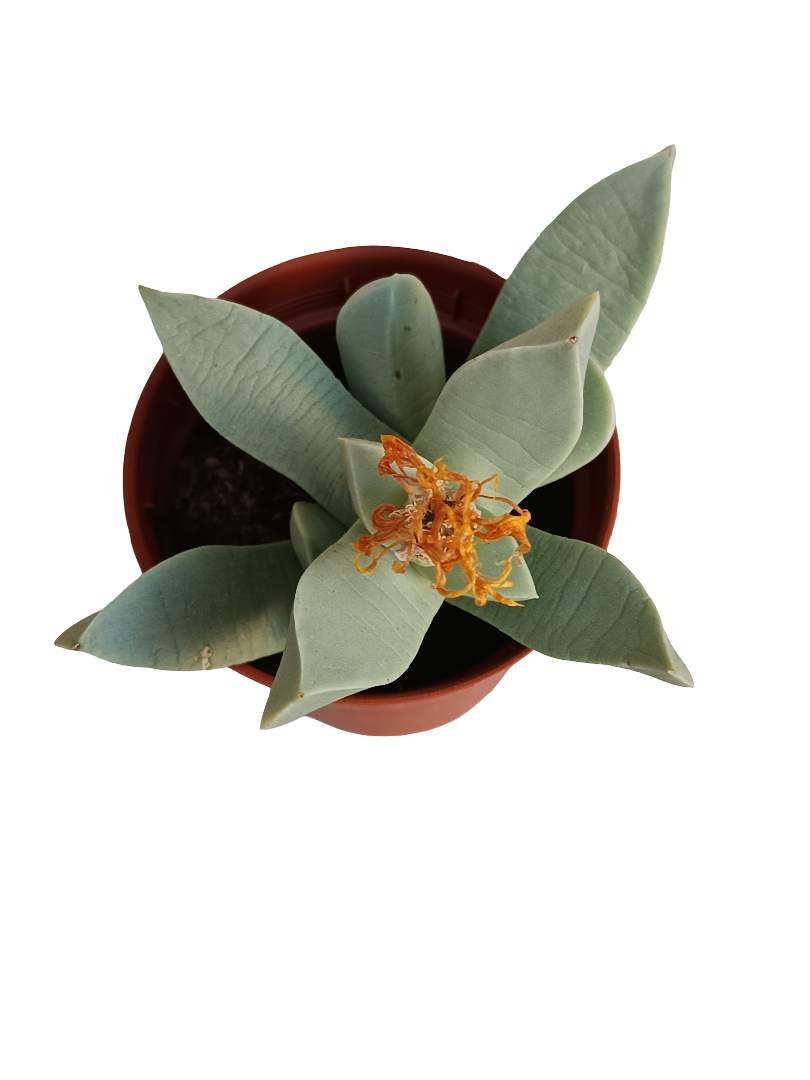 Machairophyllum Brevifolium Planta Suculenta Ø8_0