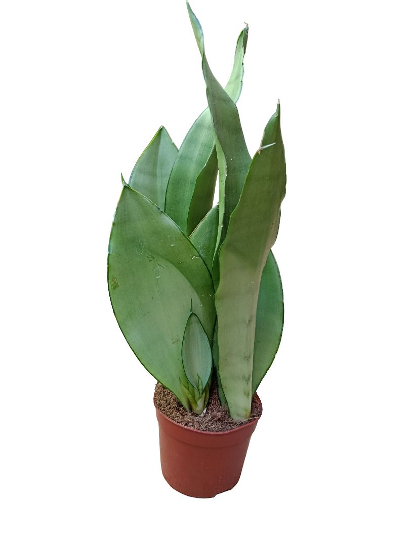 Sansevieria Moonshine Ø10 Planta Purificante De Interior_0