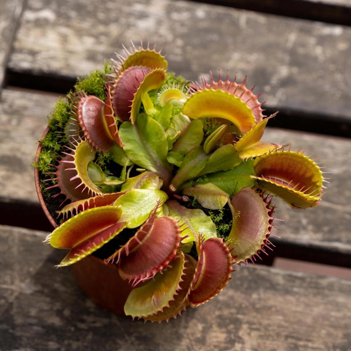 Dionaea e Sarracenia Pack plantas carnívoras