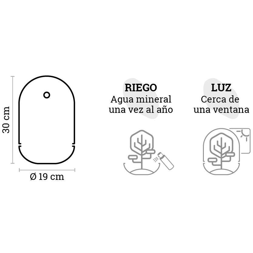 Terrário Madagascar Hole Ficus Retusa Ø19 x 30 cm
