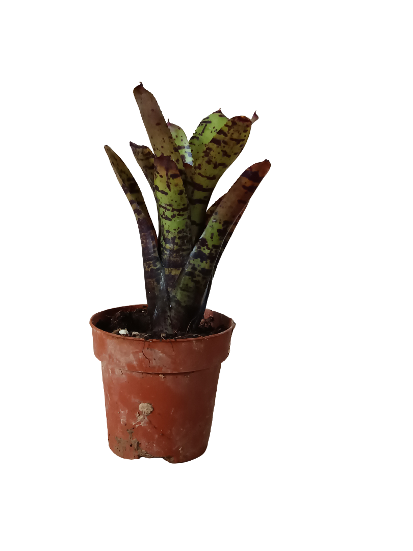 Neoregelia Jamocha Planta Bromelia Para Terrarios E Inteior_0