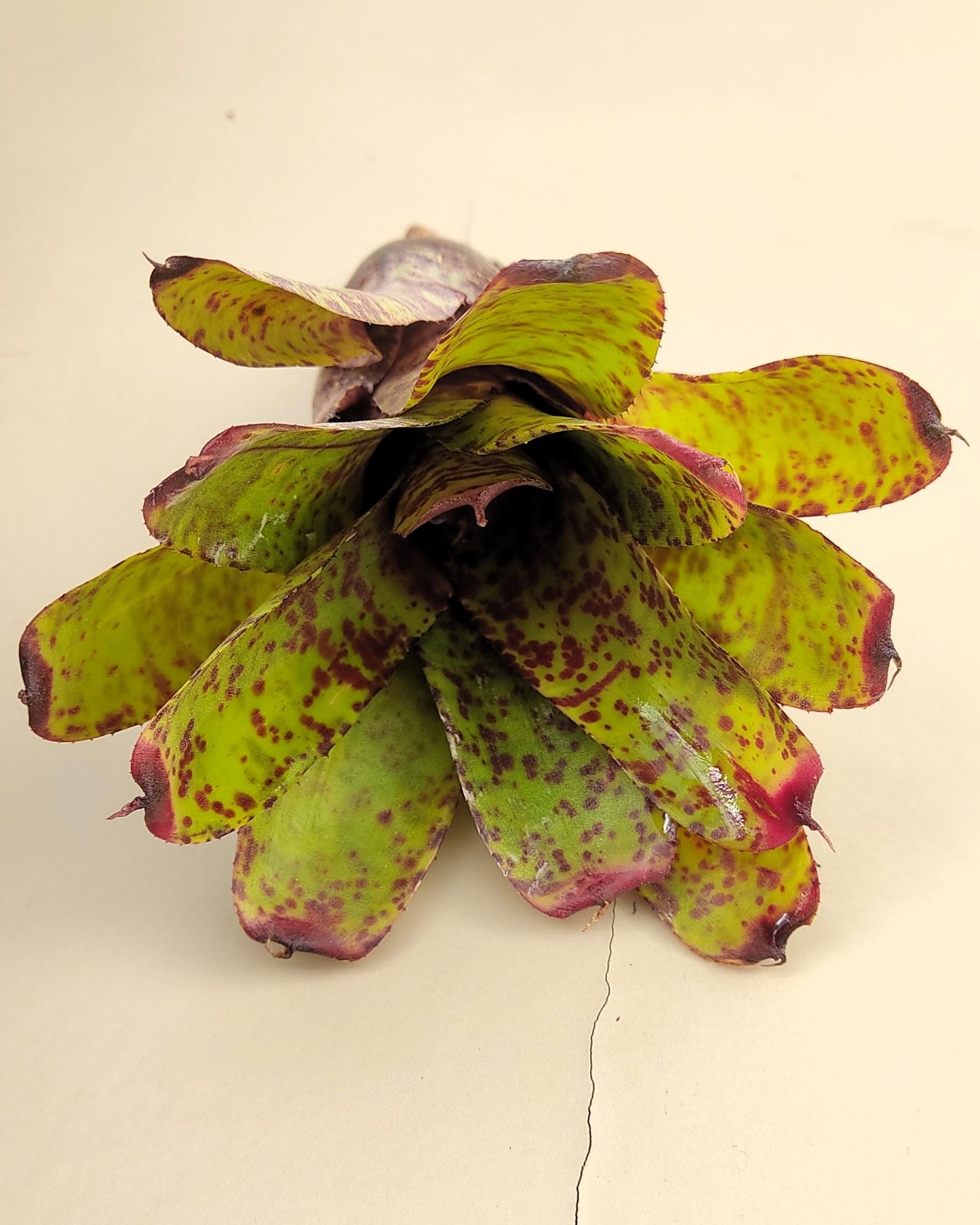 Neoregelia 'Guinea'; bromelia moteada; Curiosarium; altura 12 cm, diámetro 12 cm, sin sustrato_4