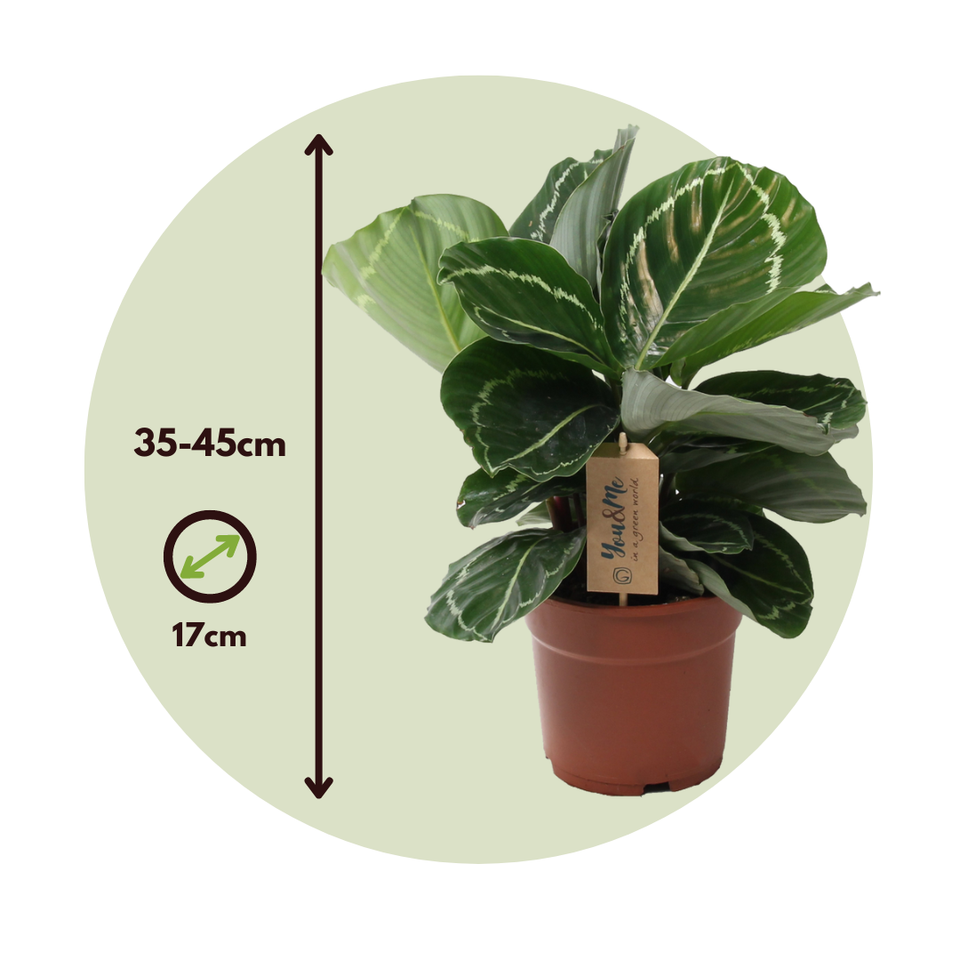 Planta De Pavo Real - Calathea 'julia' - Altura 35-45cm - ⌀17cm_2