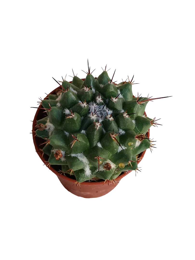Mammillaria Compressa Cactus Ø5 Cm Planta_0