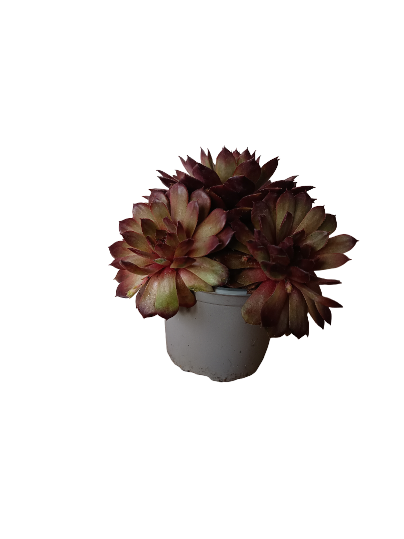 Sempervivum Mix Variedad 2 Planta De Sol Ø8_0