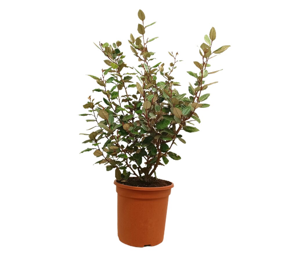 Elaeagnus Ebbinguei M24 90cm_0
