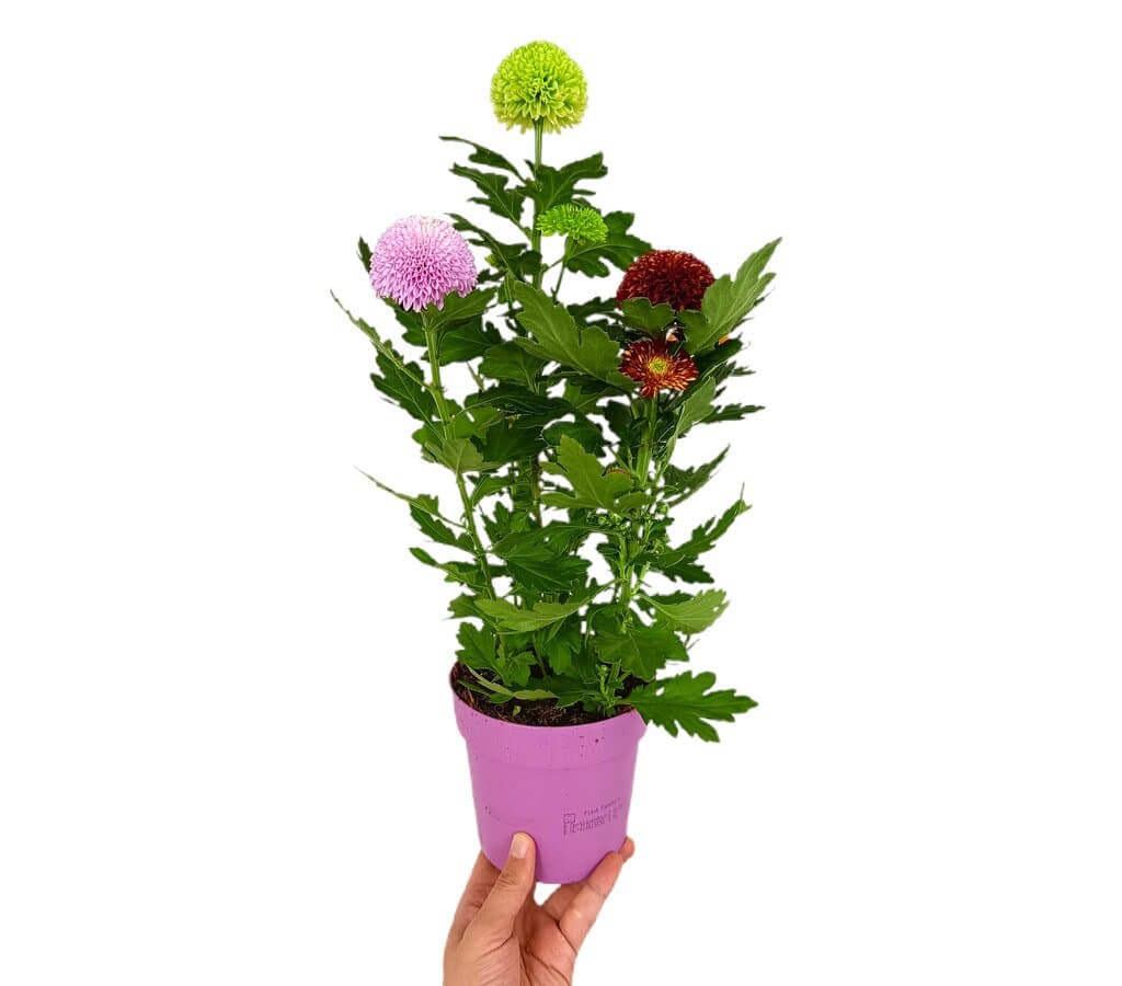 Crisantemo Pom Pom M14_0