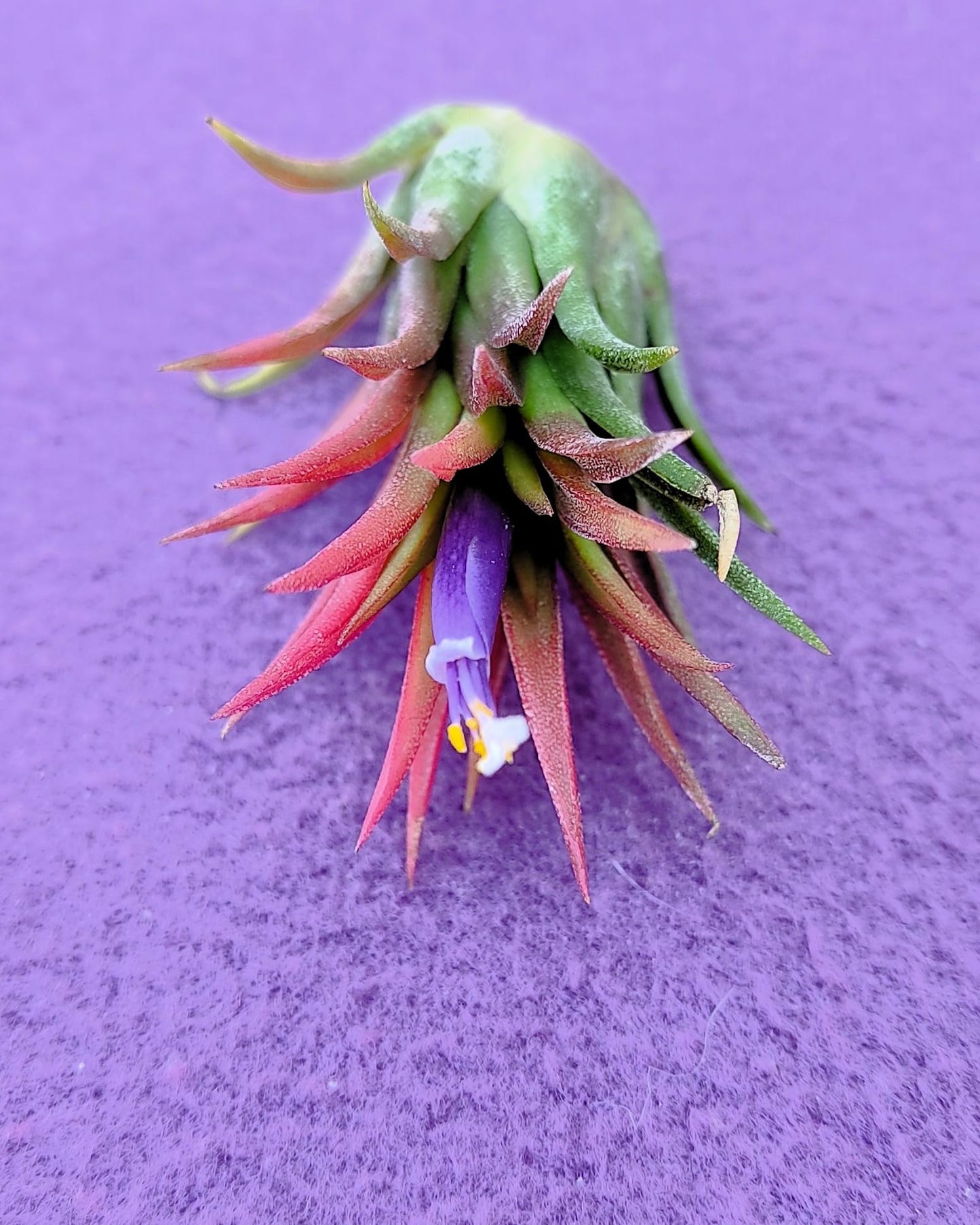 Tillandsia ionantha 'Fuego', tillandsia roja, planta del aire; Curiosarium; altura 6-8 cm, diámetro 4-6 cm_5