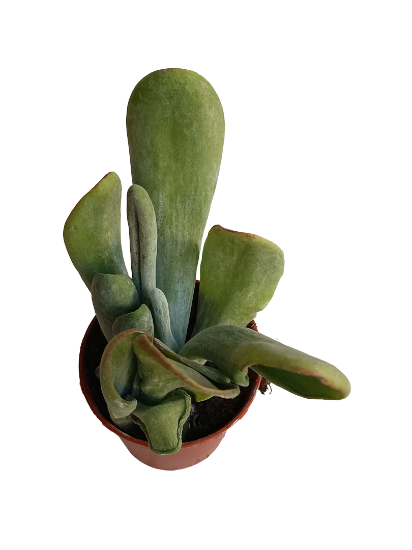Kalanchoe Oricula Planta Suculenta Ø5_0