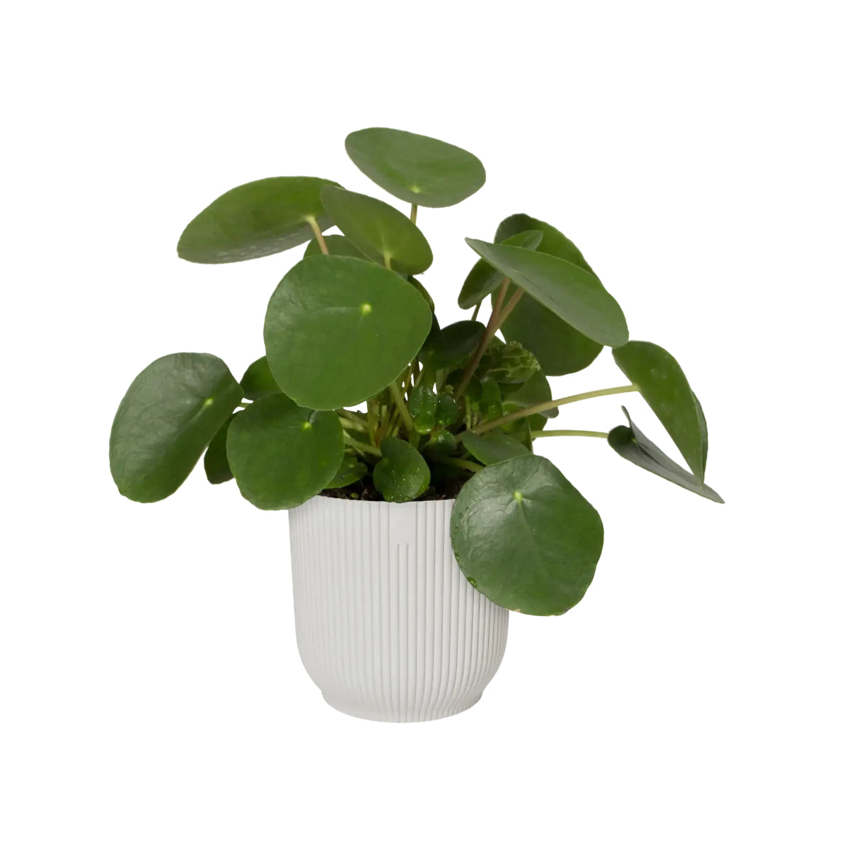 Vaso de flores redondo dobrável Vibes branco sedoso Elho 25 cm