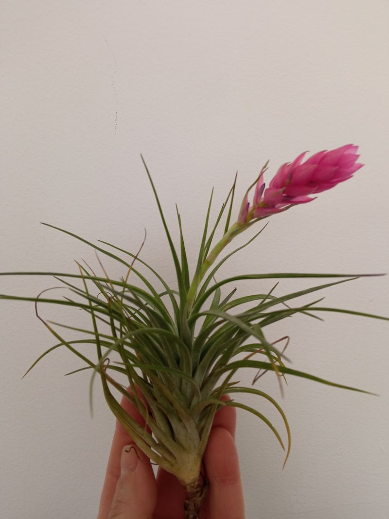 Oferta Tillandsia Cotton Candy Clavel Del Aire Sin Flor_0