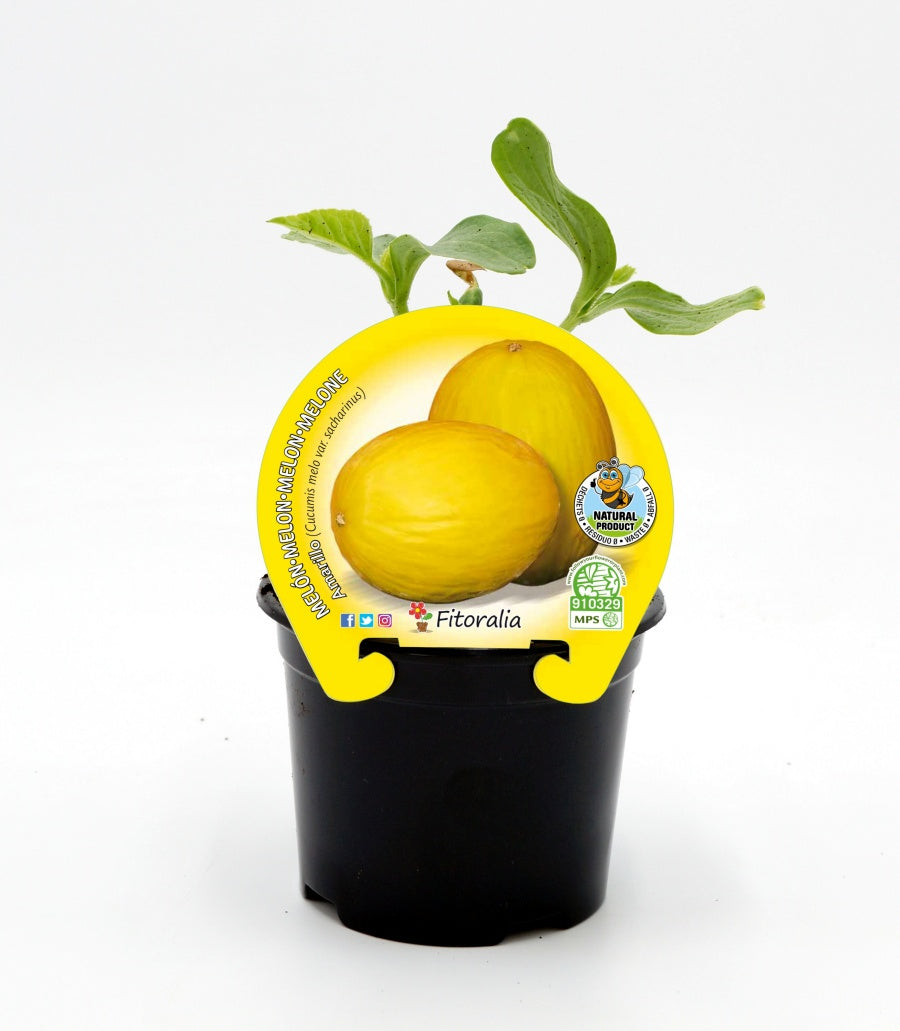Plantón melón amarillo en maceta 10,5 cm. natural - Fitoralia_0