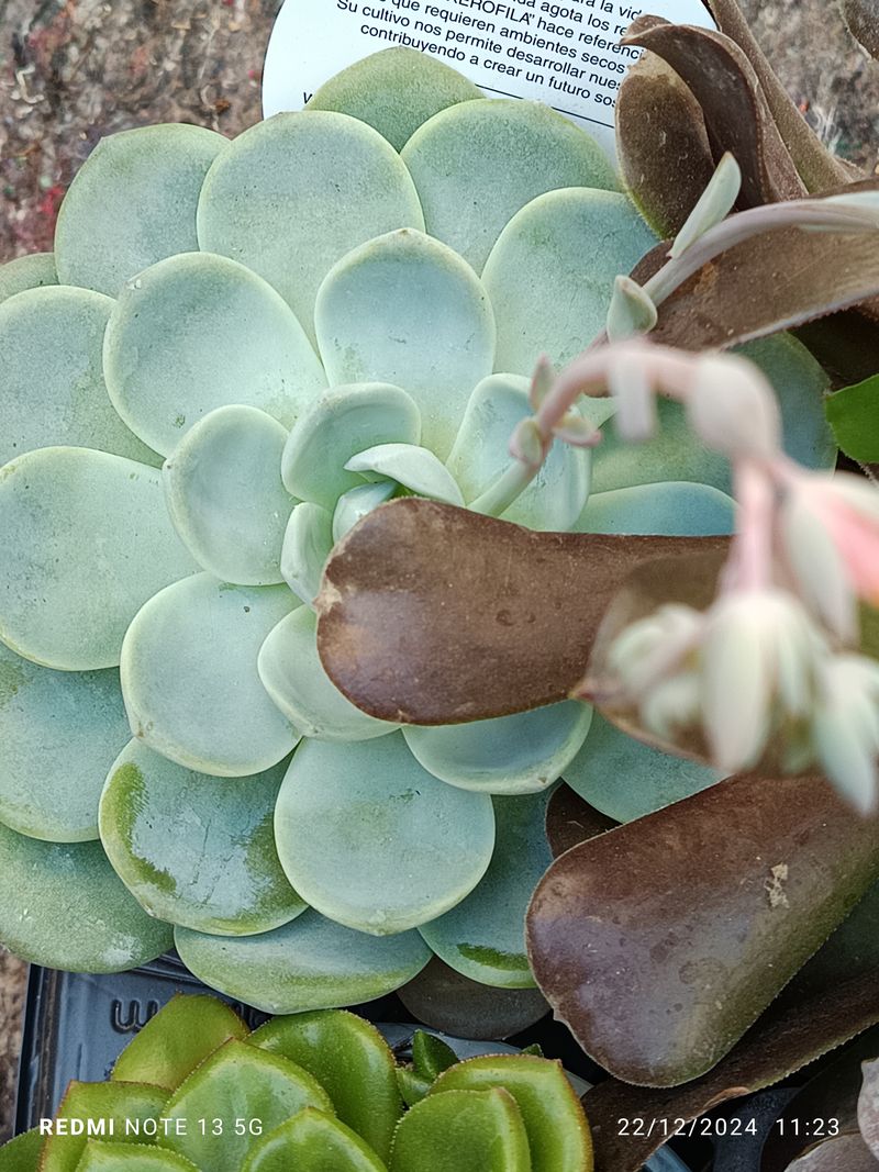 Cactus Y Suculenta Planta Grande Ø13 ☼ Ref013_0