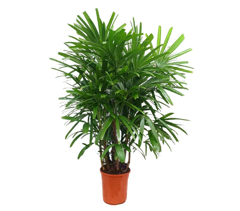 Raphis Excelsa M24 120cm_0