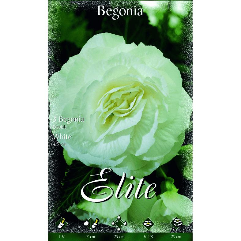 Bolbo duplo de begónia branca 3 peças