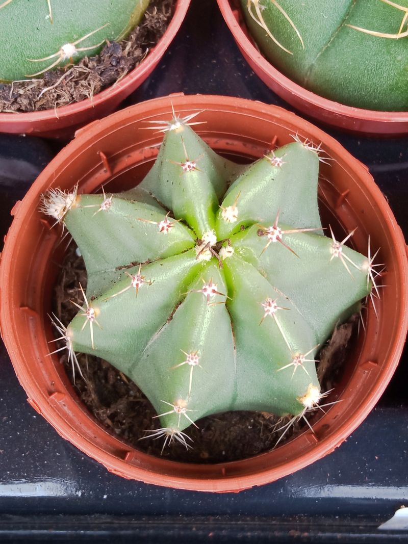 Echinocereus Subinermis Cactus De Ø5 Cm_0