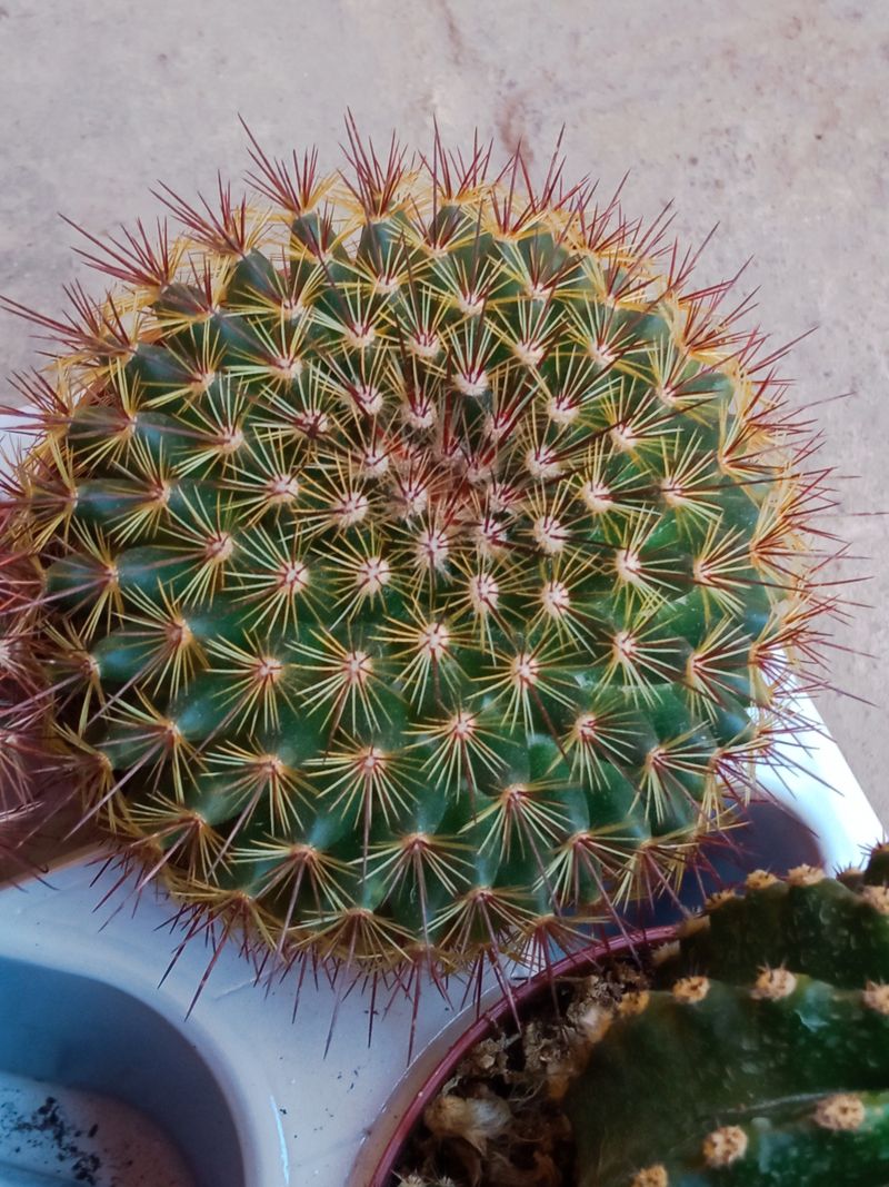 Planta Cactus Mammillaria Guinsa Maru Ø8 Cm_0