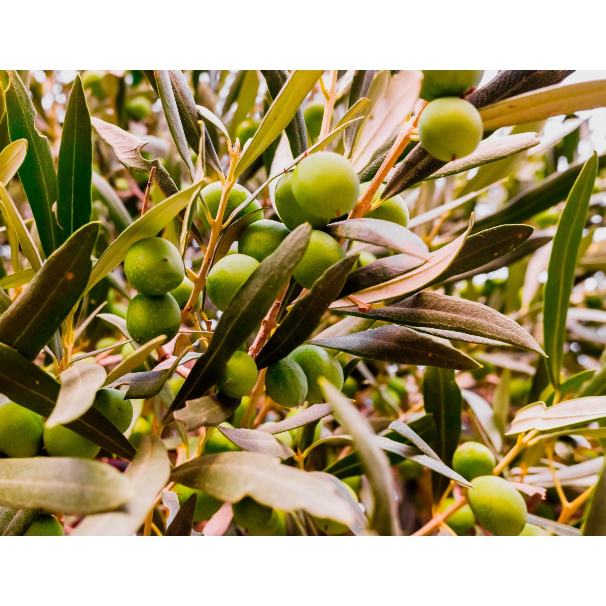Abono Olivo Ecológico Cultivers 20 Kg_3