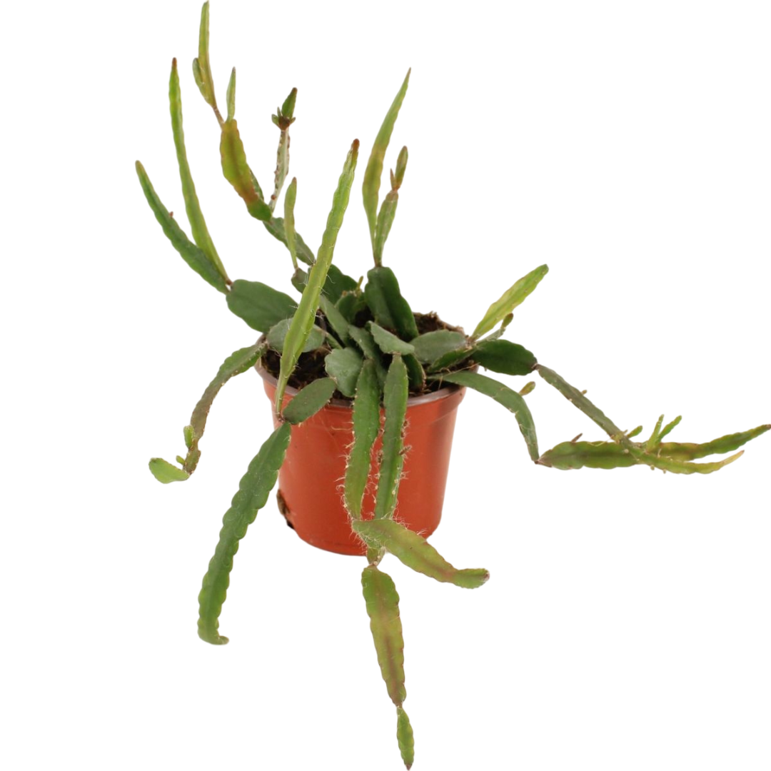Rhipsalis Agudoensis Planta Colgante De Interior Ø9_0