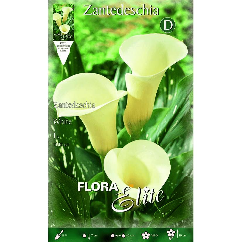 Bolbo de Calla Branco 1 unidade