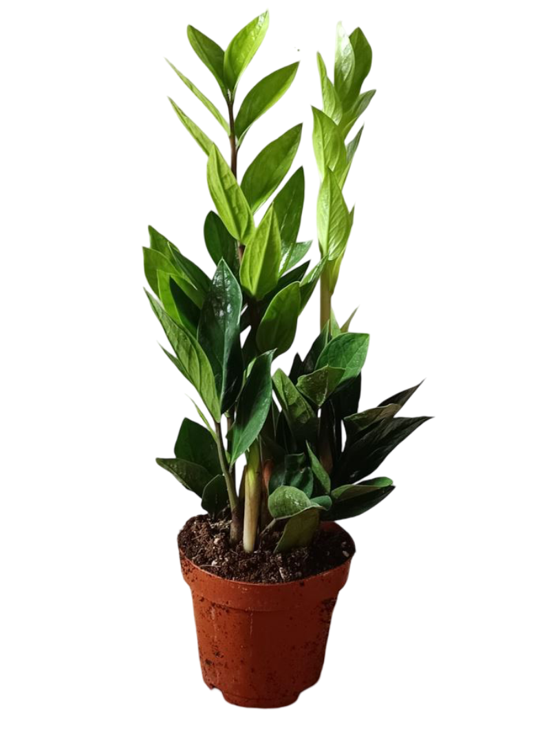 Zamioculcas Planta De Interior Muy Resistente Necesita Poca Luz_0