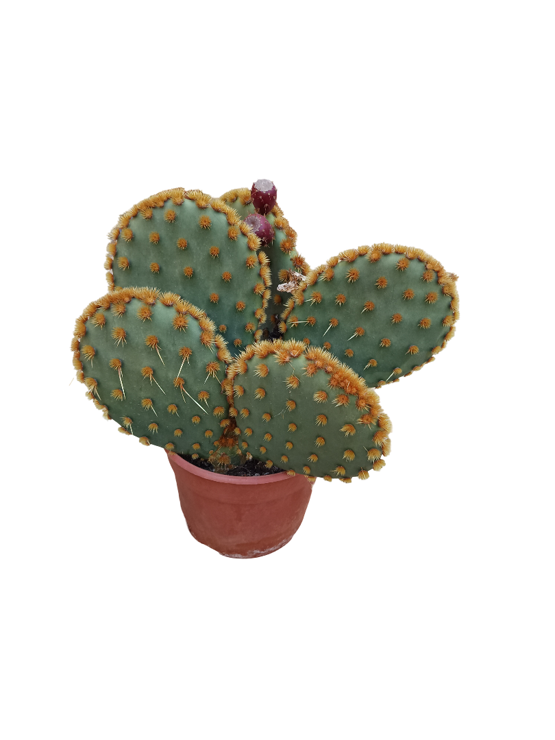 Opuntia Aciculata Planta De Sol Ø20 Cactus Unico_0