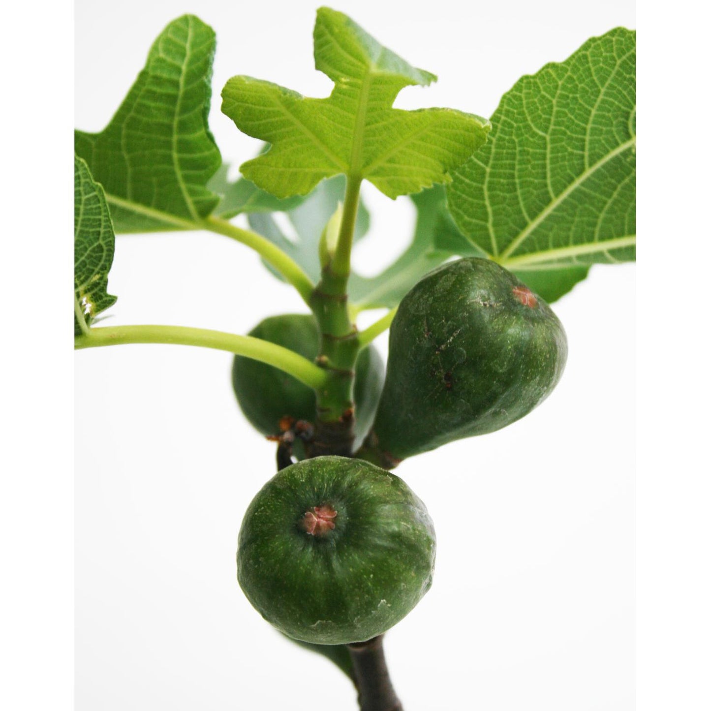 Bonsai Ficus carica 7 anos FIGUEIRA