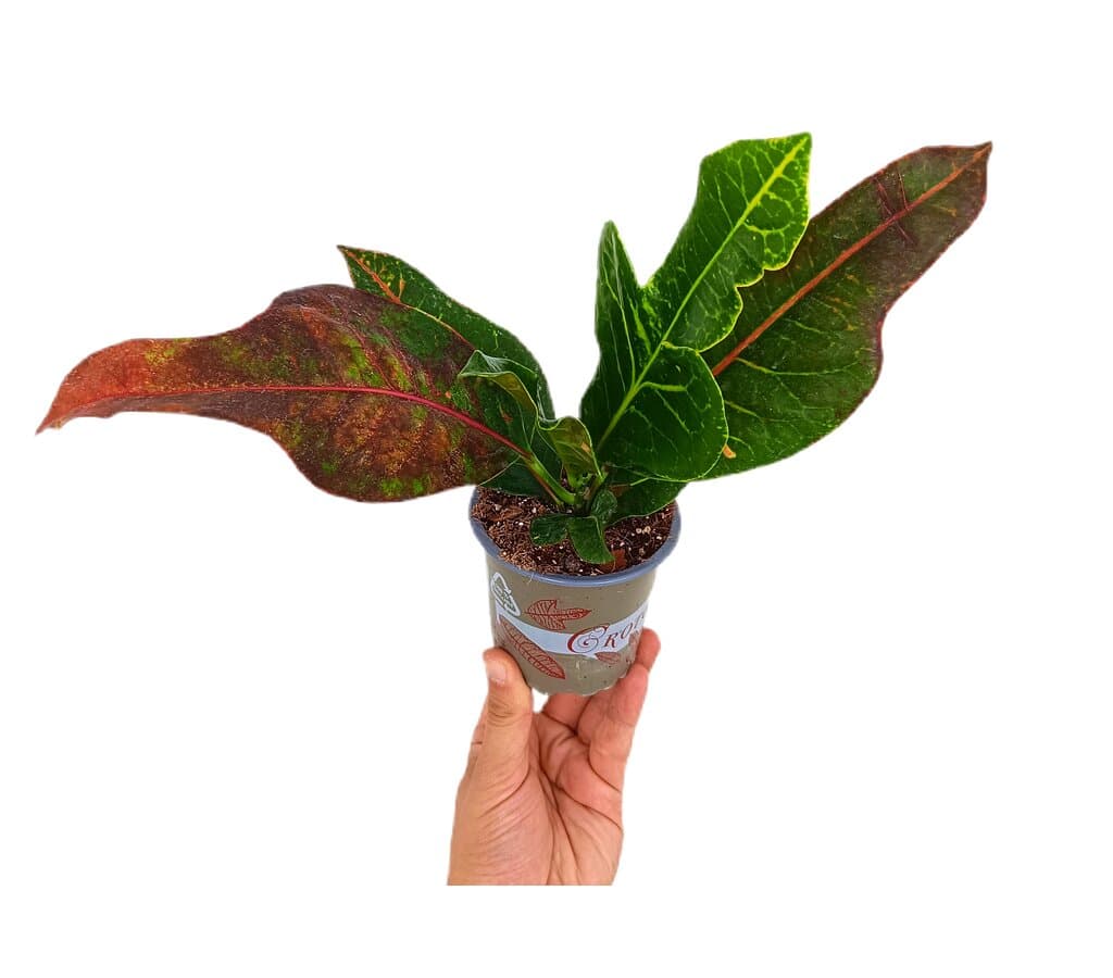 Croton Excellent M9_0