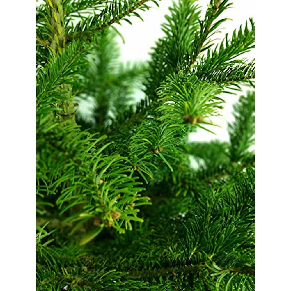 Arbol De Navidad Normanniana Natural 300-350cm Cortado Con Cruz De Madera Y Clavos Incluidos Abeto Navideño_2
