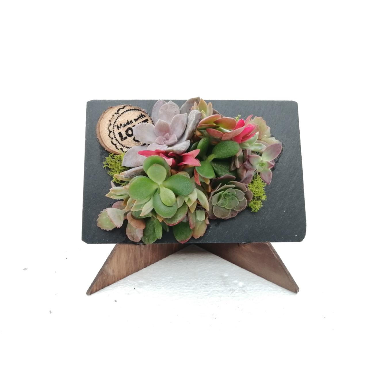 Composição de suculentas Ardósia