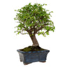 Bonsai Zelkova parvifolia 5 anos - Olmo Chinês