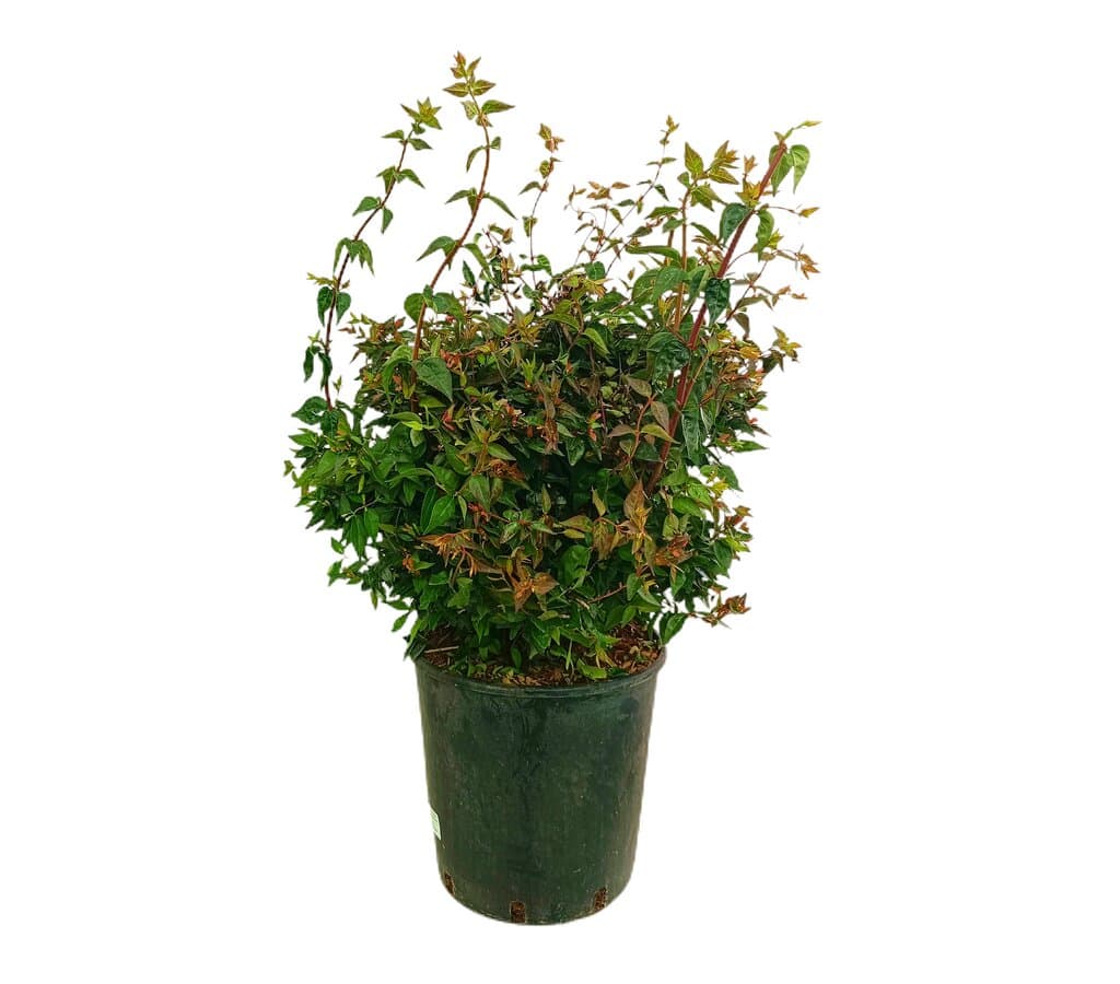 Abelia Grandiflora M25 60cm_0