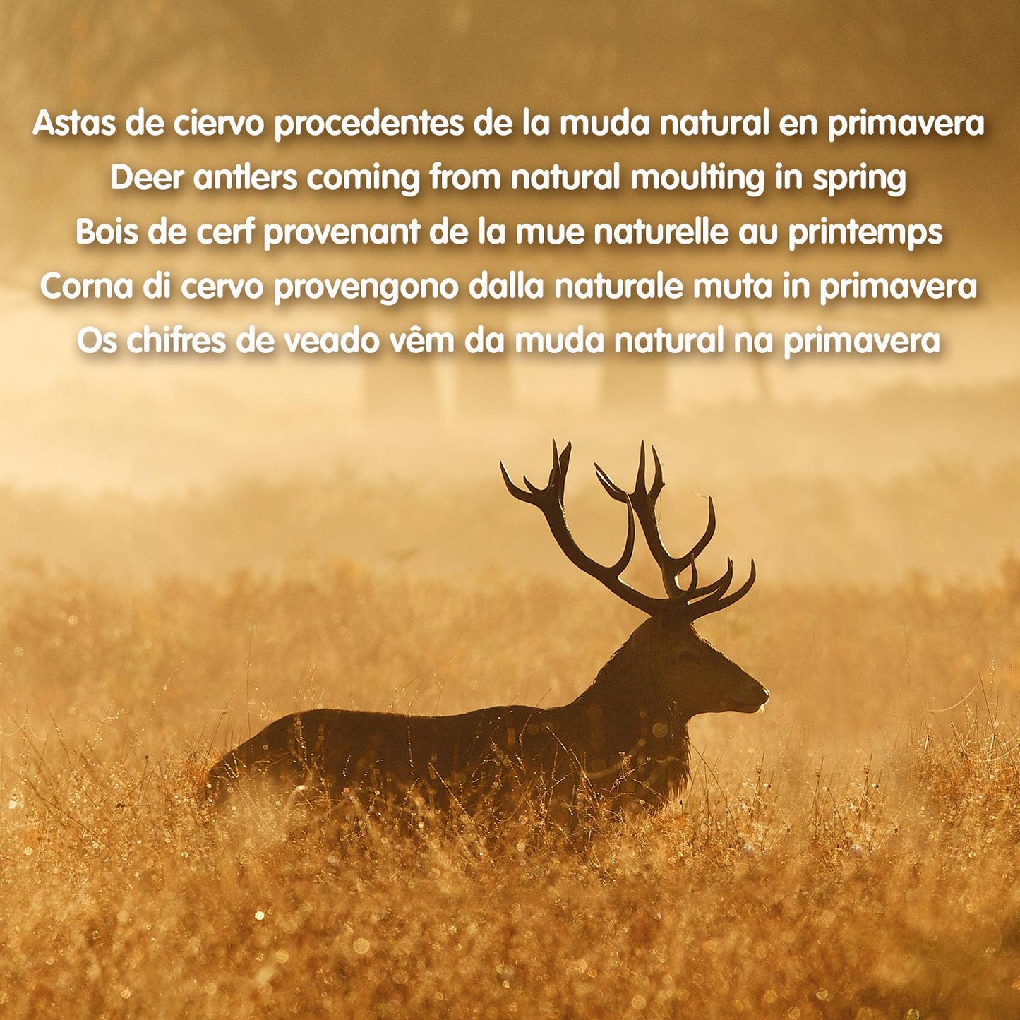 Arquivet S brinquedo mastigável de chifre de veado natural para cães 15-39 g