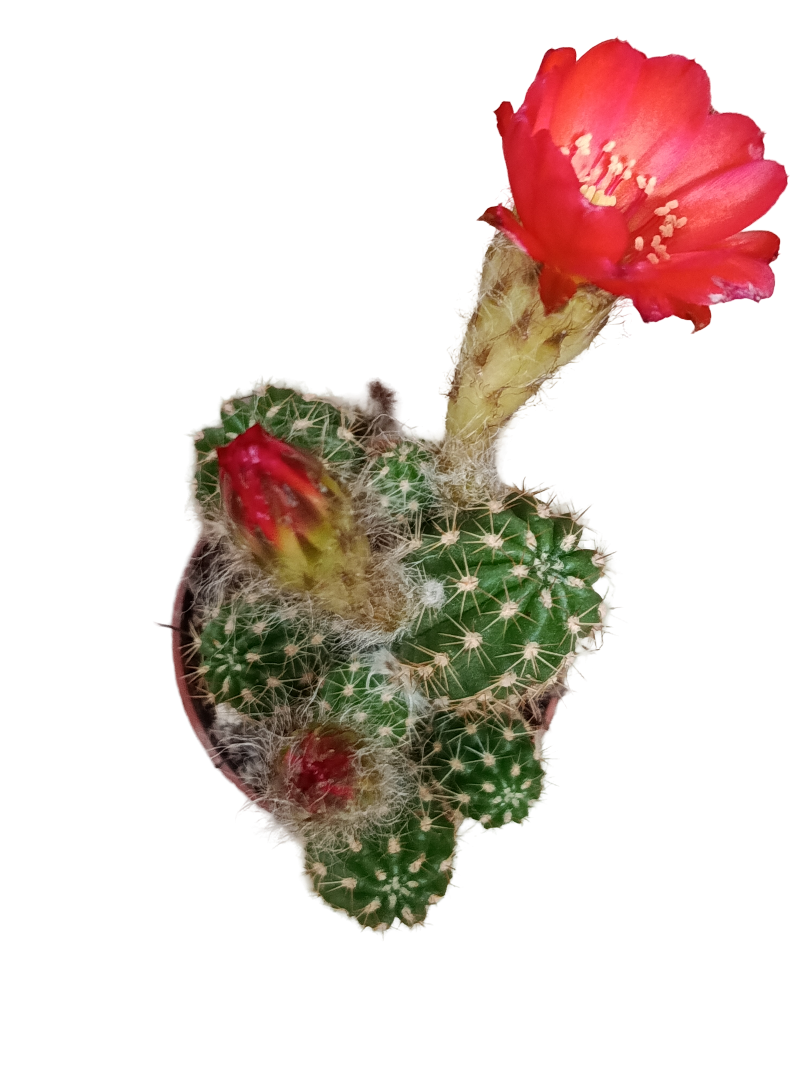 Chamaecereus Flor Roja Ø5 Cactus Colgante_0