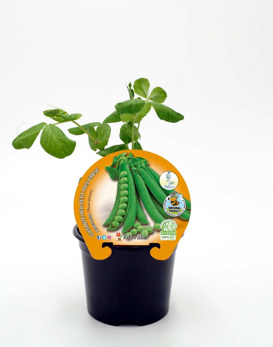 Plantón Guisante Mata Alta Alderman En Maceta 10,5 Cm. Natural - Fitoralia_0
