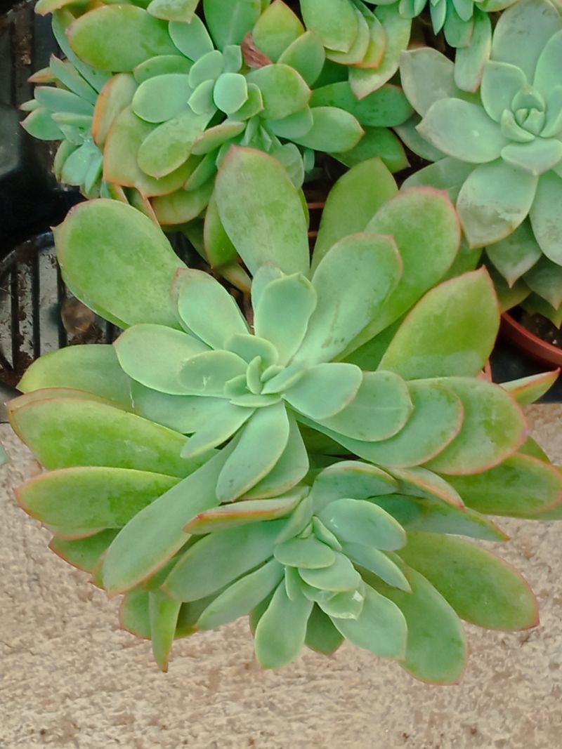 Suculentas Y Cactus Variedad #40 Planta Sin Id_0