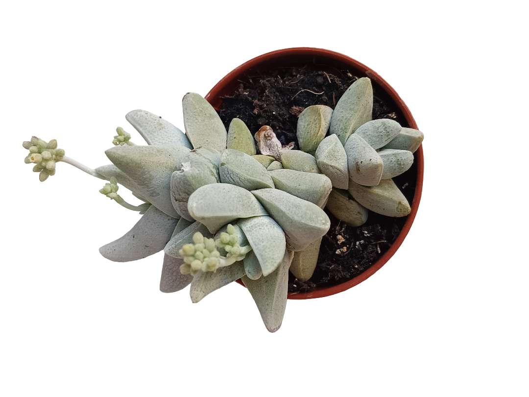 Crassula Cornuta Planta Suculenta Ø5_0
