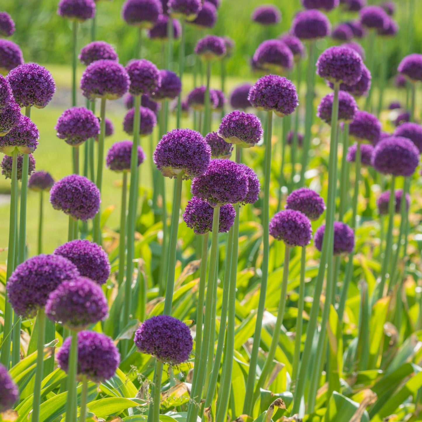Ajo Ornamental - 3 Pzs - Allium 'ambassador' - Bulbos De Flores - Púrpura_4