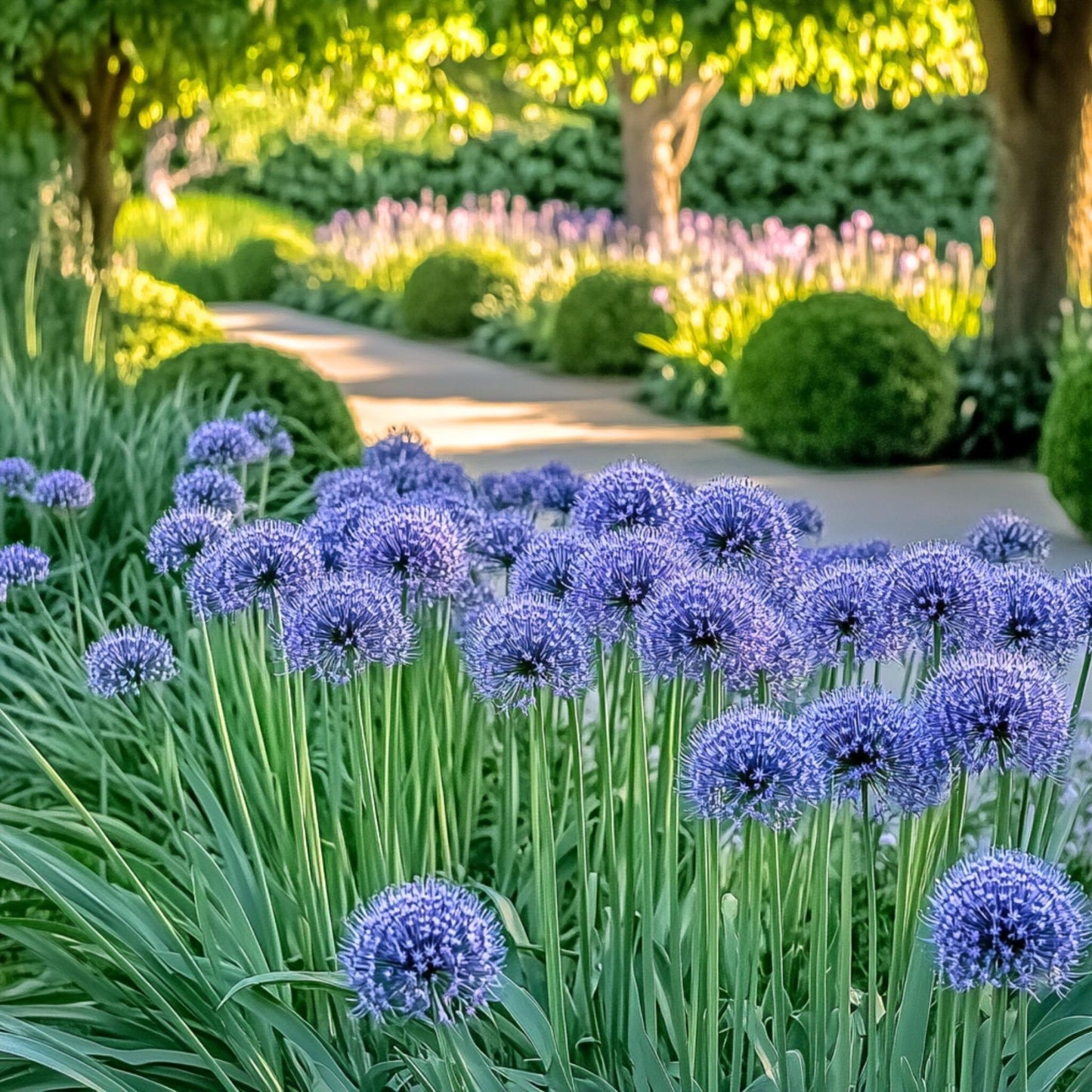Allium Azureum - 80 Pzs - Allium 'caeruleum' - Bulbos De Flores - Azul_4