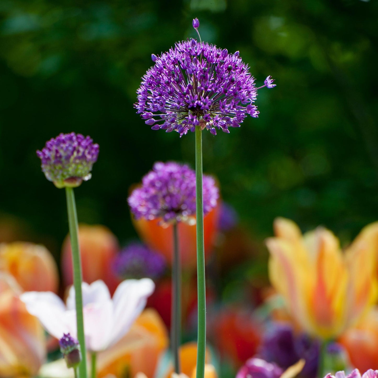 Allium Sensación Púrpura - 60 Pzs - Allium 'purple Sensation' - Bulbos De Flores_4