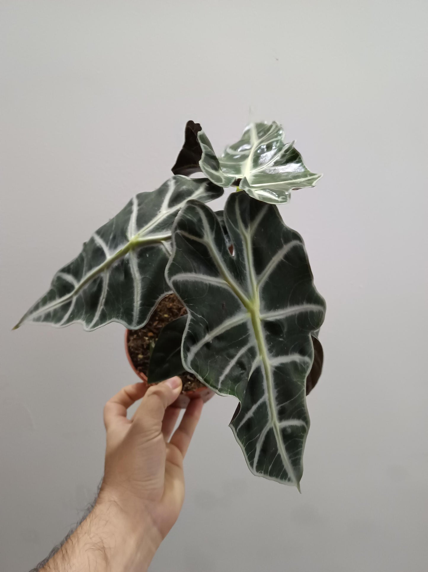 Alocasia Polly Planta De Interior Ø12_0