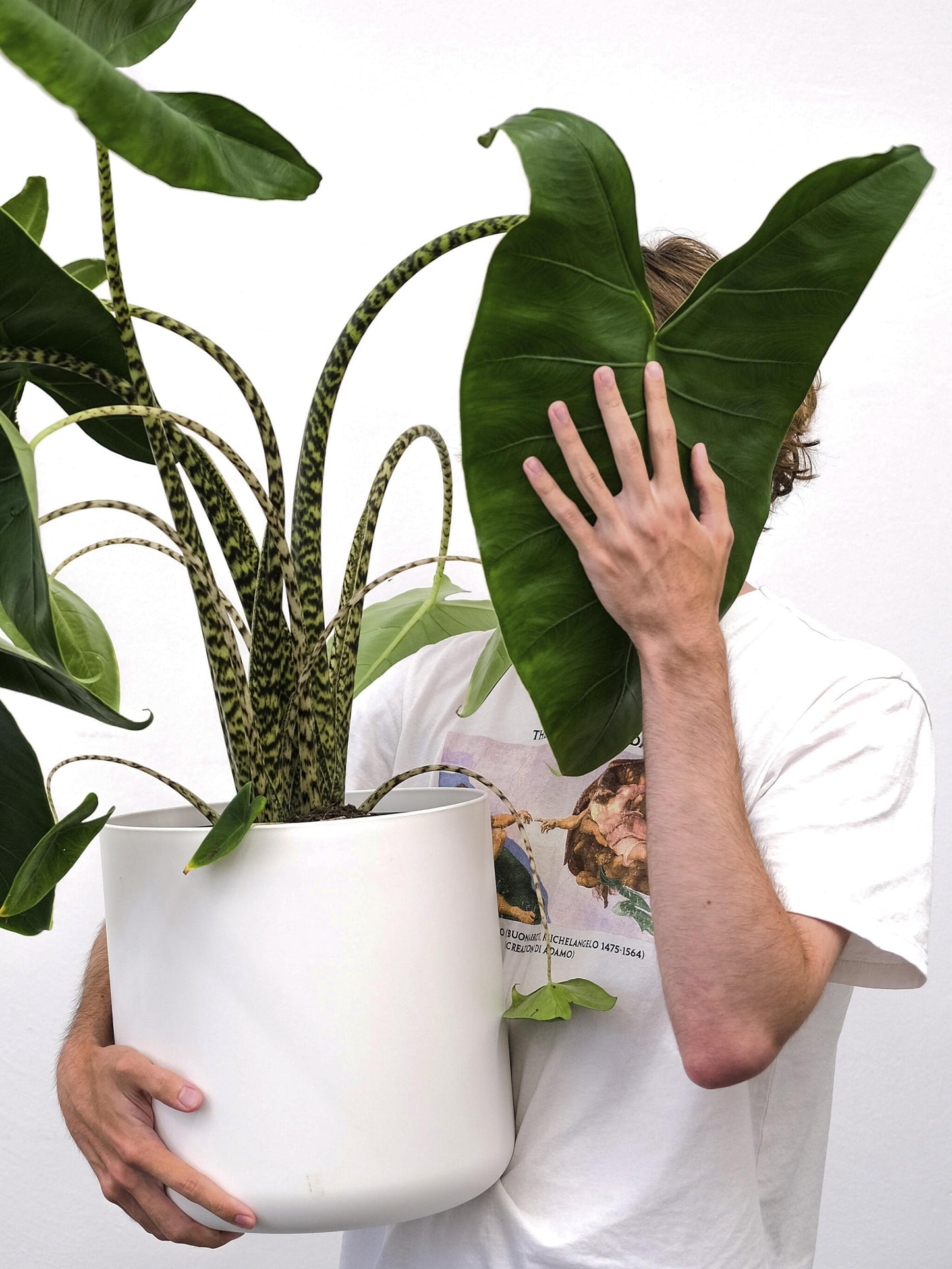 Alocasia Zebrina | Altura 75cm - Diámetro 19cm_2